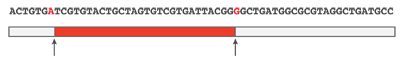 Stick breaking and sequencing errors